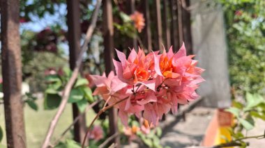 Bahçedeki güzel çiçekler