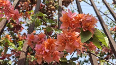 Bahçedeki güzel çiçekler