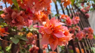 Güzel botanik fotoğrafı, doğal duvar kağıdı.