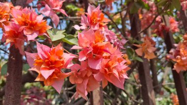 Güzel botanik fotoğrafı, doğal duvar kağıdı.