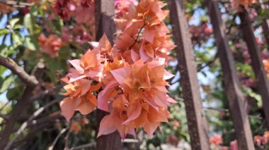 Güzel botanik fotoğrafı, doğal duvar kağıdı.