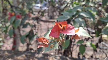 Güzel botanik fotoğrafı, doğal duvar kağıdı.