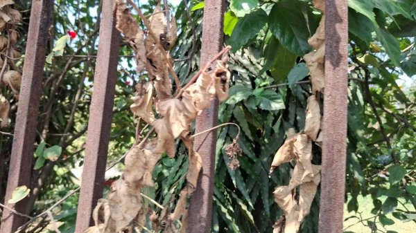 Bahçedeki kuru yapraklar