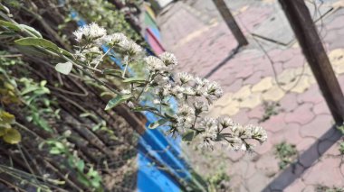 Güzel botanik fotoğrafı, doğal duvar kağıdı.