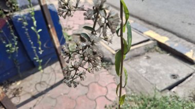 Yeşil santrali kapatın.