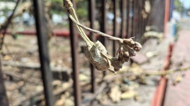 Güzel botanik fotoğrafı, doğal duvar kağıdı.