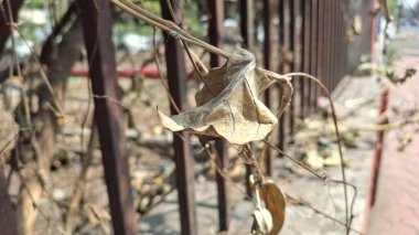 Güzel bir bitkinin yakınında.