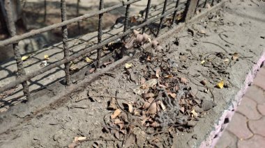 Parktaki eski paslı metal çit