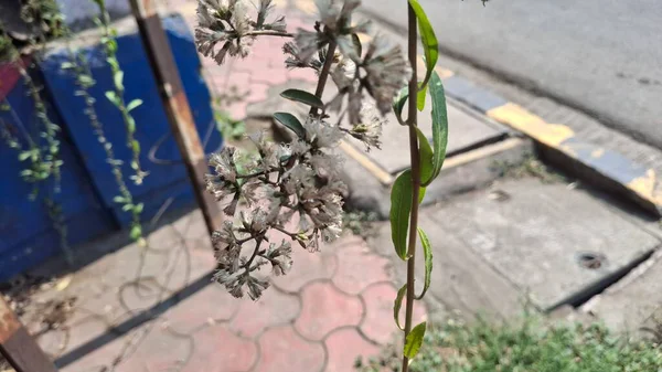 Yeşil santrali kapatın.