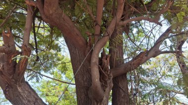 Parkın güzel manzarası