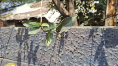 Bahçede yeşil yapraklar