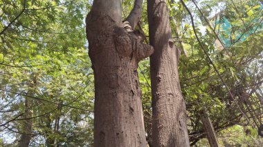 Ağaç gövdesi, doğa bitki örtüsü.