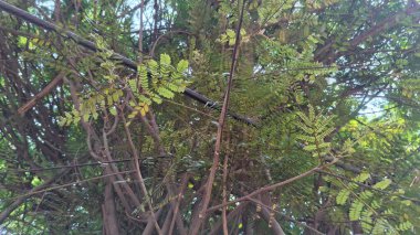 Ormanın güzel manzarası