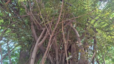 Ormanda yeşil yapraklar