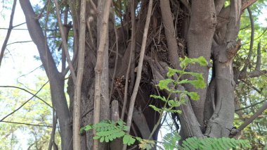Doğada ağaç dalları, bitki örtüsü