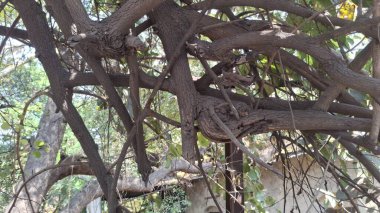 Ağaç dalları, bitki örtüsü.