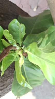 Arka planda çiçek olan yeşil bir ağacın yakın çekimi.