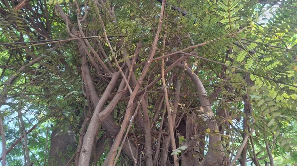 Ormanda yeşil yapraklar