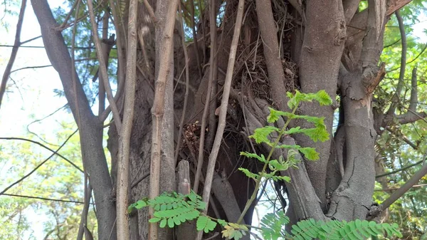 Doğada ağaç dalları, bitki örtüsü