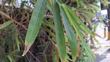 Bahçedeki yeşil bitki