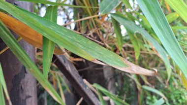 Bahçede yeşil yapraklar