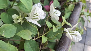 Güzel botanik fotoğrafı, doğal duvar kağıdı.