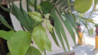 Bahçedeki yeşil bitkiler