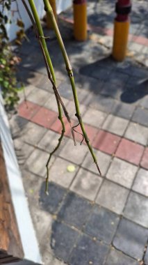 Bahçede yeşil yapraklar