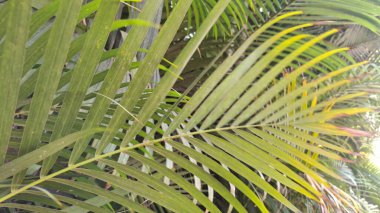 Sahilde palmiye yaprakları