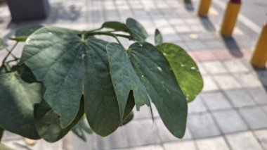 yeşil yapraklar, bitkiler ve yapraklar