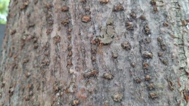 Bir sürü çatlağı olan paslı metal bir doku.