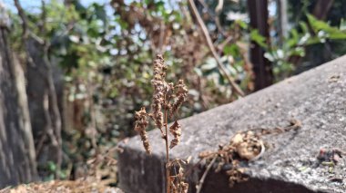 Bitkili paslı metal çit.
