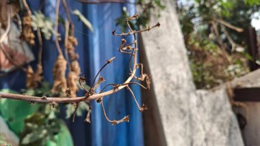 Ağaç dalları, bitki örtüsü ve doğa