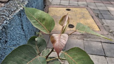 Bahçede yeşil yapraklar