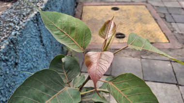 Bahçede yeşil yapraklar