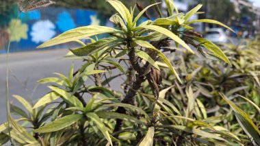 Güzel botanik fotoğrafı, doğal duvar kağıdı.