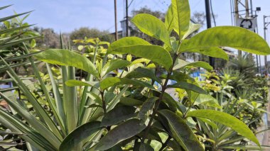 Bahçede yeşil yapraklar