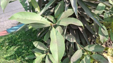 bir ağacın yeşil yaprakları