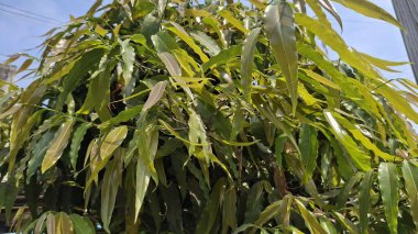 bir ağacın yeşil yaprakları