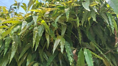 yeşil yapraklar, bitki yaprakları