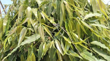 Bahçede yeşil yapraklar