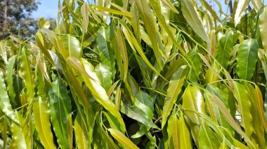 Bahçedeki yeşil çimenler