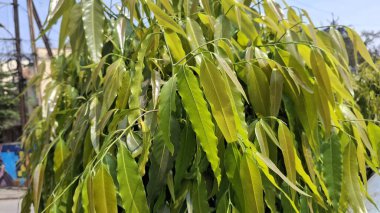 Bahçedeki Hint kuru yaprakları