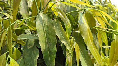 Genç mısır tarlasında