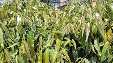 Bahçede yeşil yapraklar