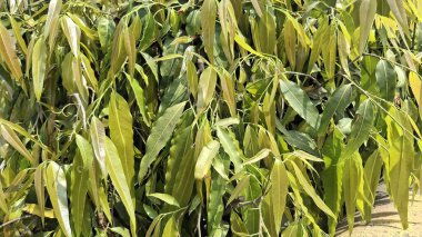 Bahçede yeşil yapraklar