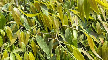 Bahçedeki ağacın yeşil yaprakları