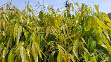 Yakın plan - çiçek açan güzel çiçeklerin görüntüsü