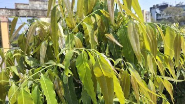 Bahçedeki bitkinin yeşil yaprakları