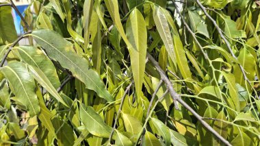 Bahçedeki yeşil bitki